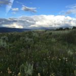 Rocky Mountain Meadow