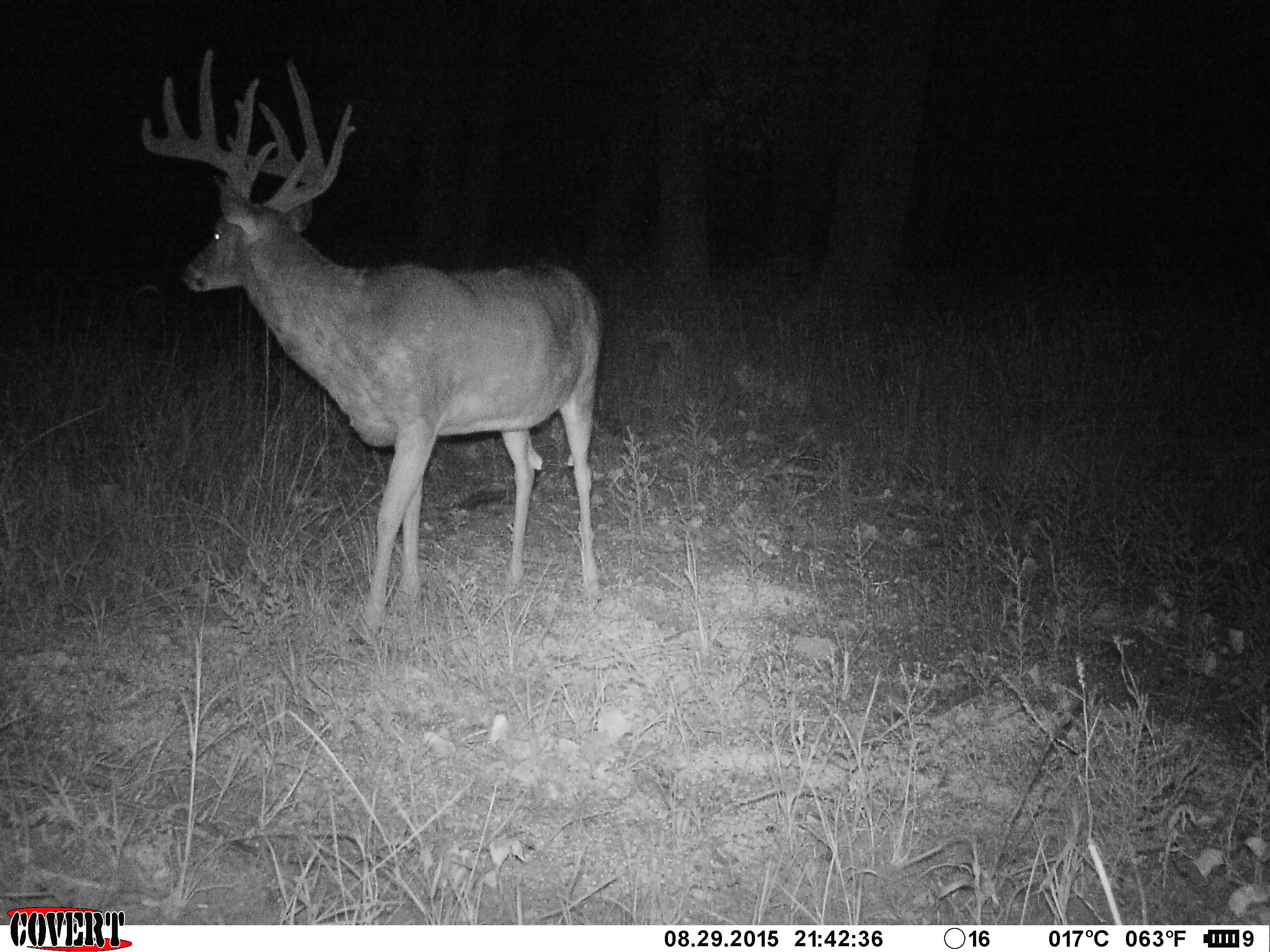 Big Buck Trail Camera