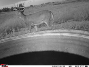 Big Buck Trail Camera