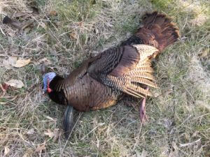 Turkey Down