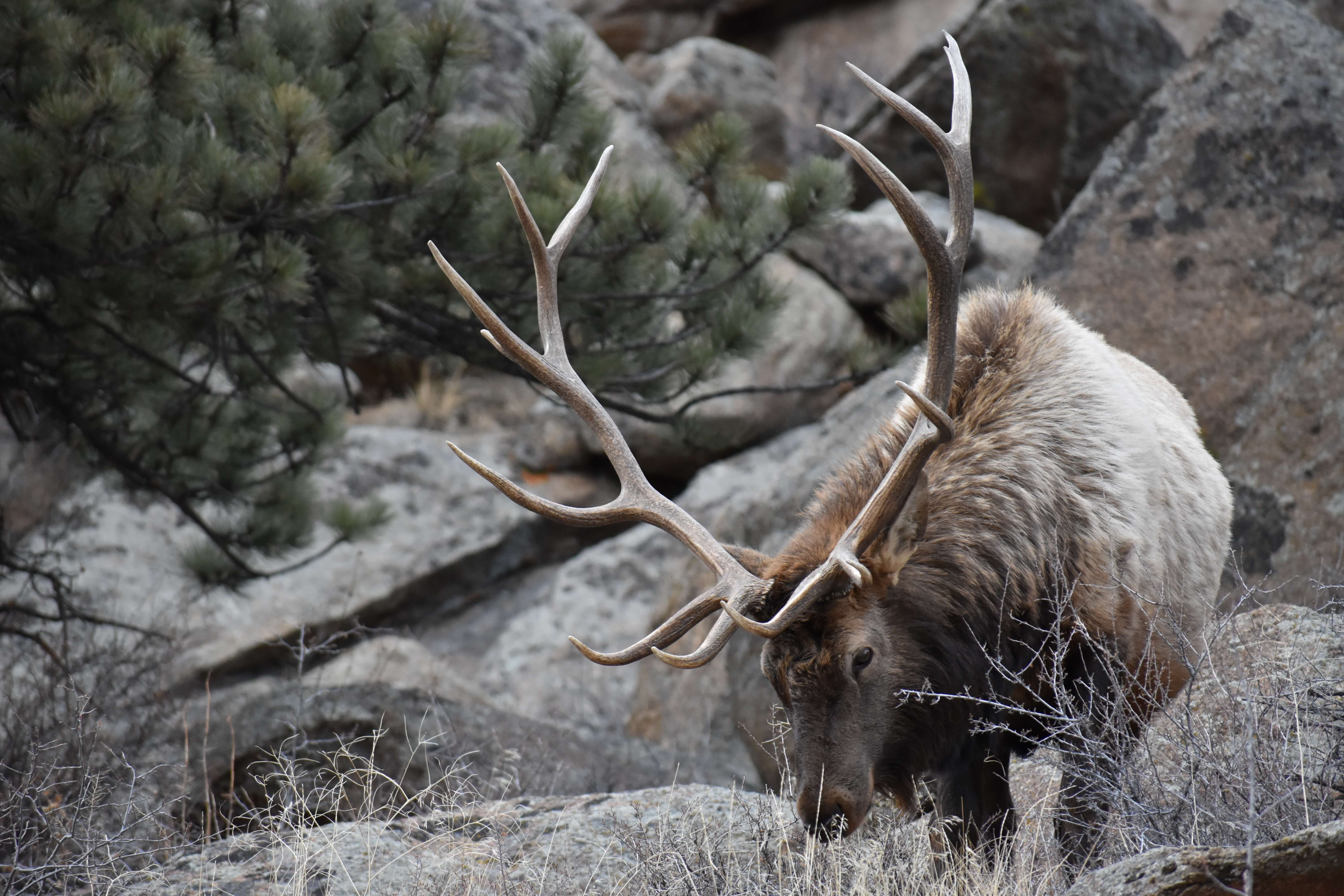 Estes Park Colorado Elk