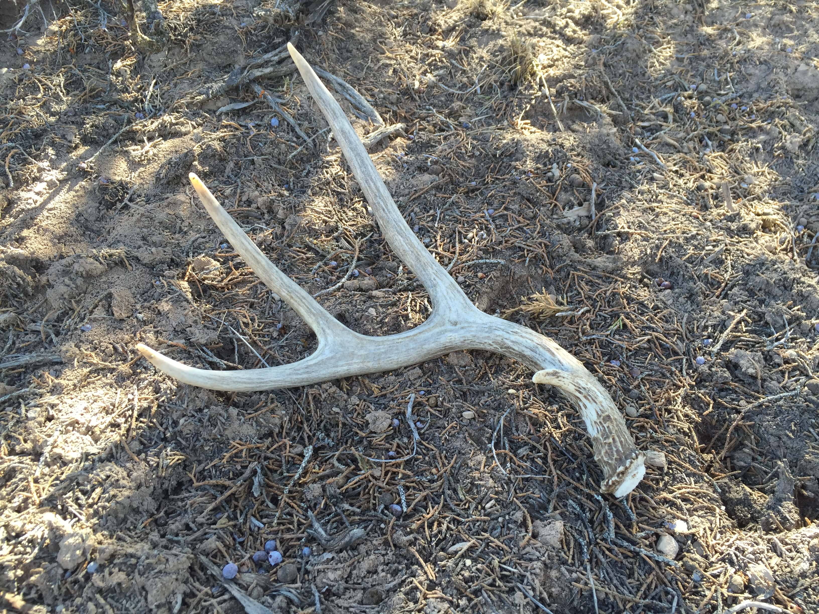 mule-deer-shed-antler-transition-wild