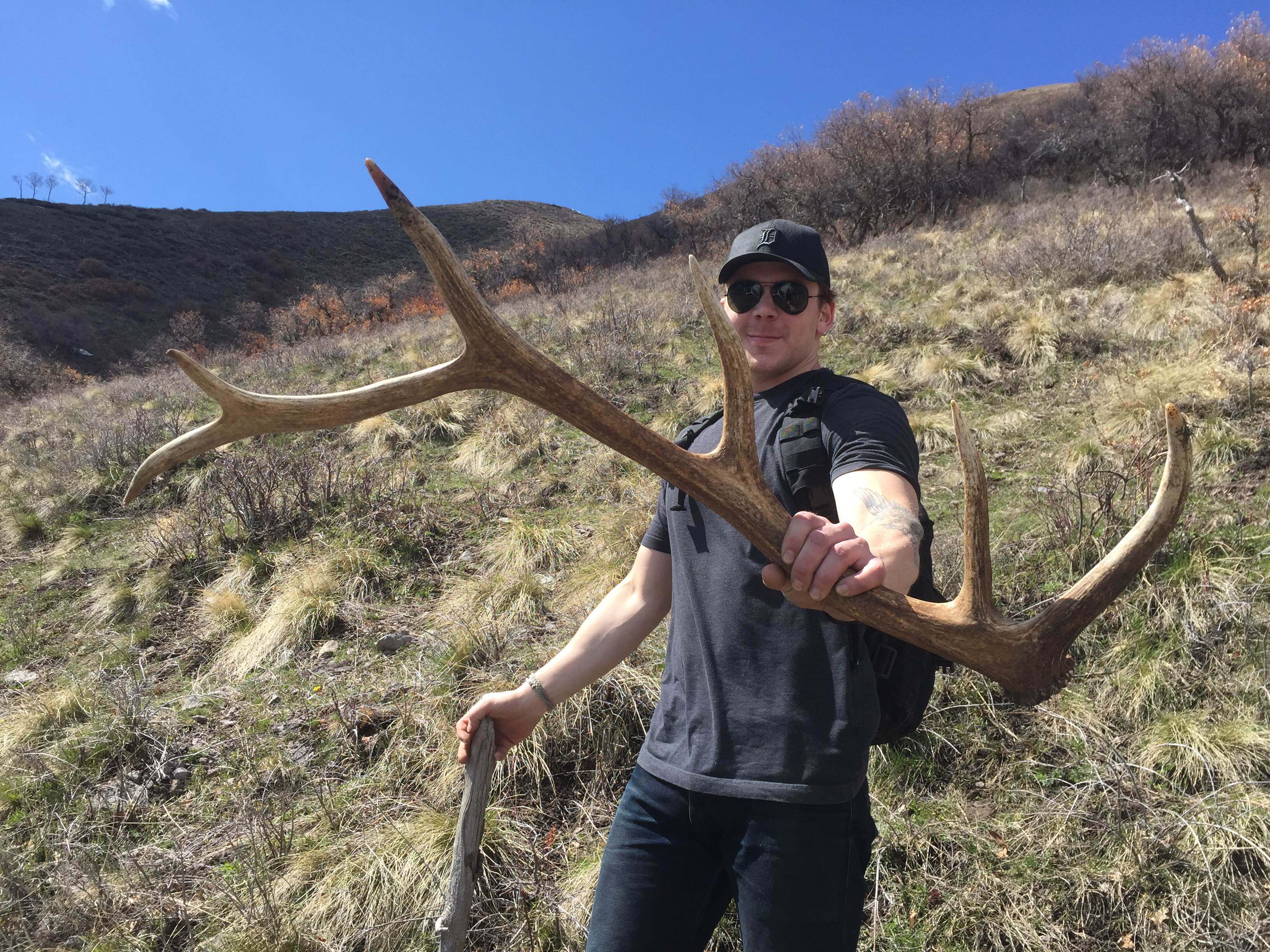 Shed Hunting For Elk Antlers