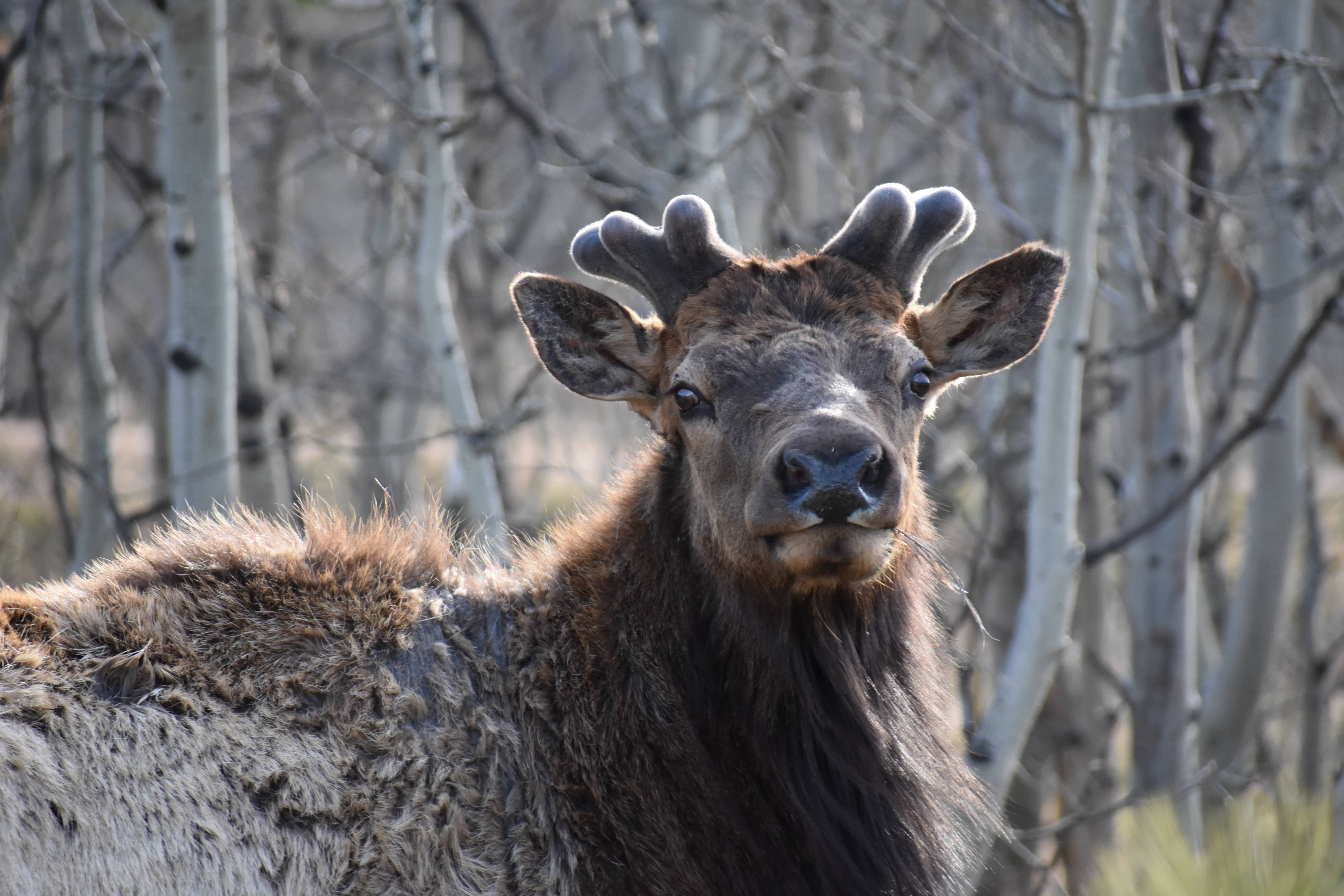Elk In Velvet