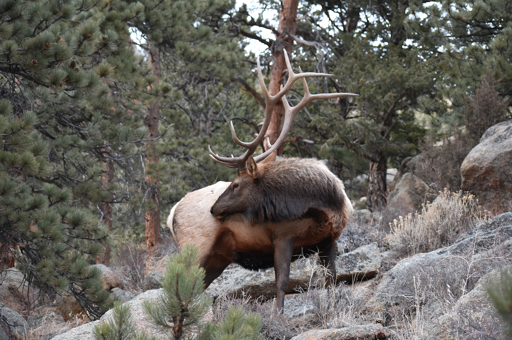 Elk Hunting Transition Wild