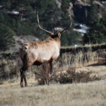 2019 Colorado Archery Elk Season
