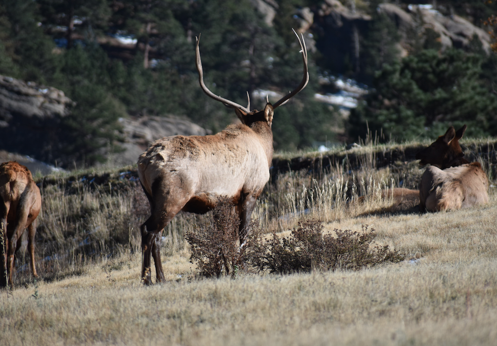 2019 Colorado Archery Elk Season
