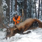 Elk Hunting In Grizzly Country