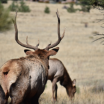 2020 Colorado Elk Hunting Outlook