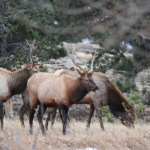 2020 Colorado Elk Hunting